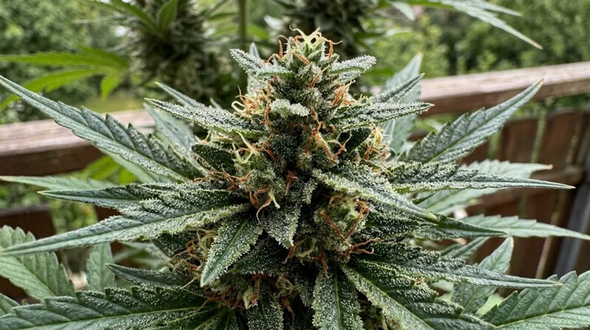 Cannabis-Pflanze — Nahaufnahme von Blüten und Trichomen