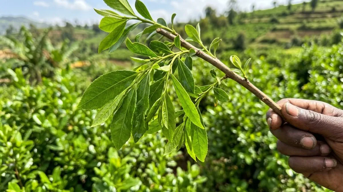 Khat (Catha edulis) — frische grüne Khat-Zweige aus Ostafrika in Nahaufnahme