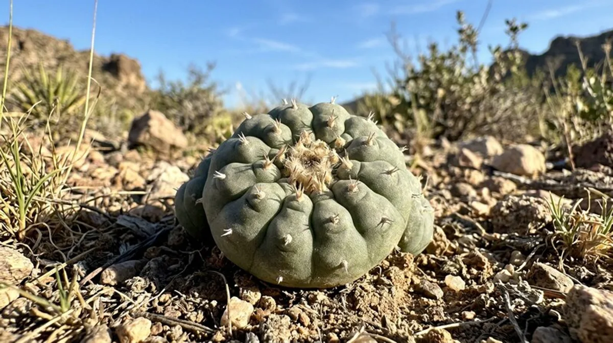 Peyote-Kaktus in der Wüste — natürliche Mescalin-Quelle