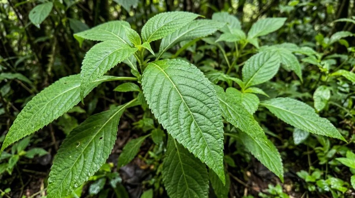 Salvia divinorum — grüne Pflanze mit charakteristischen gezackten Blättern in mexikanischer Natur