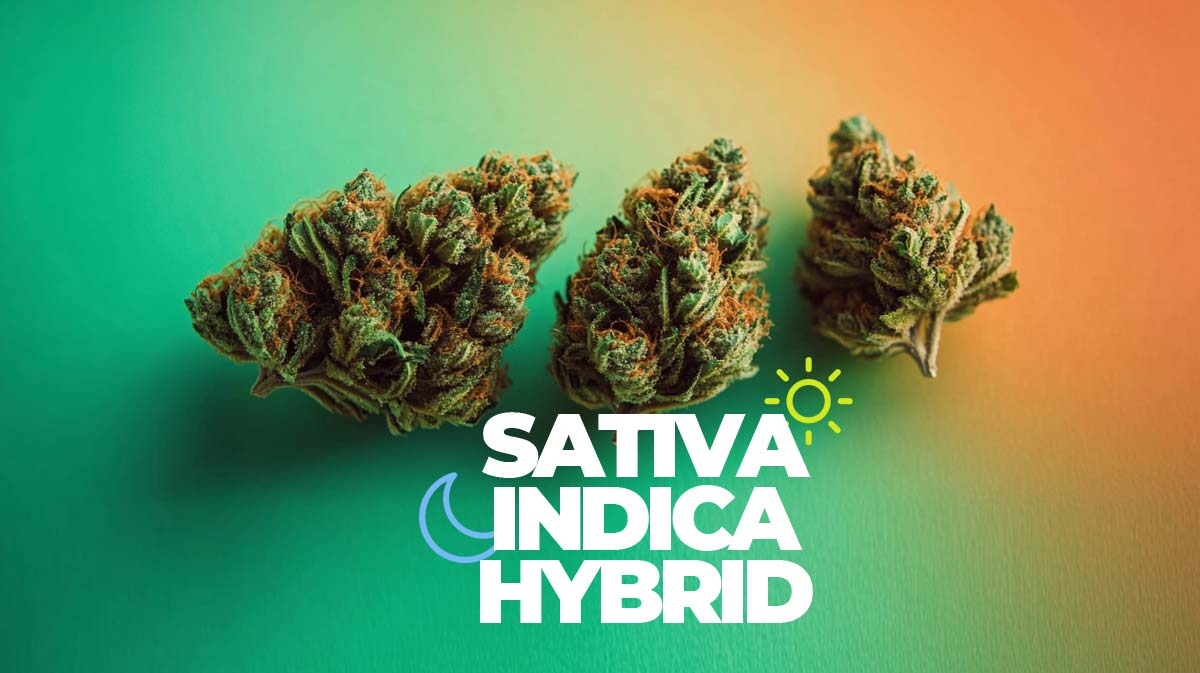 Cannabis Wirkung — Wie THC und CBD im Körper wirken