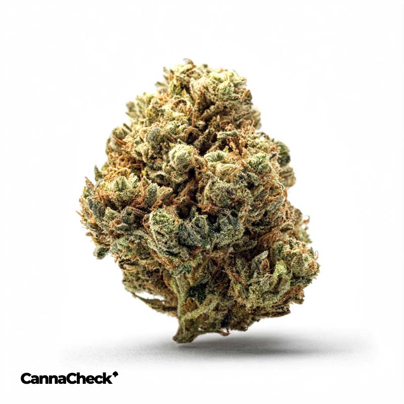 avaay Signature 28/1 HYP Hyperion