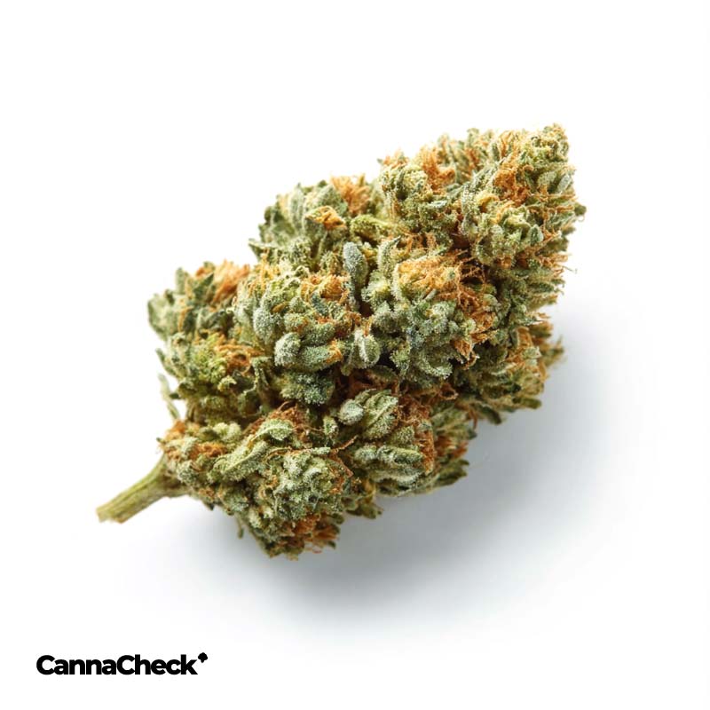 Therismos 33/1 PKM Pink Kush Mints