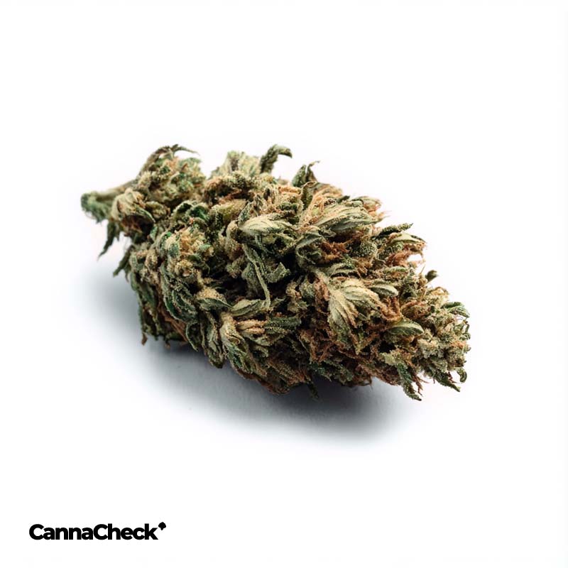 KEjF. SPZ 31/1 Spritzer