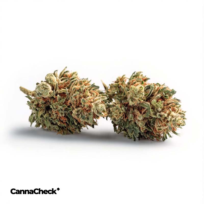 All Nations PE 21/1 Pineapple Express