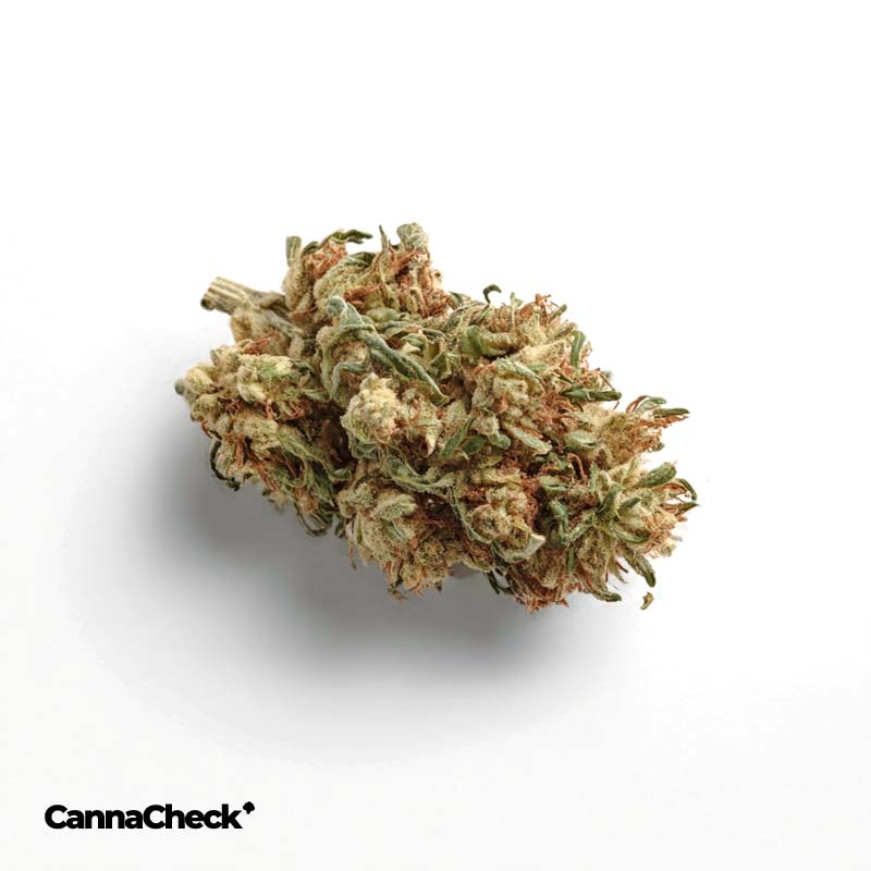 Patagonia 30/1 Aconcagua+ Haze Breath