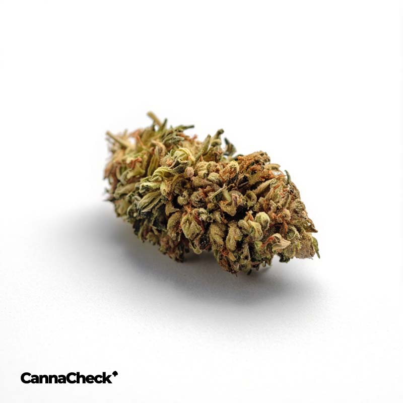 Canify Cannabis flos 23/1 PRT Ku. S Black Cherry Pie