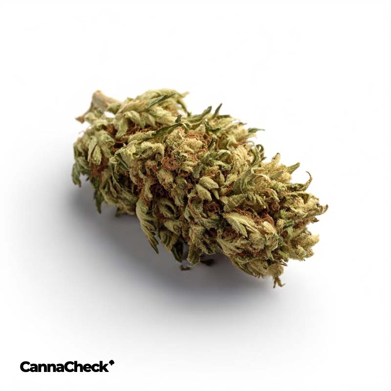 Slouu 25/1 CRL CA Crumbled Lime