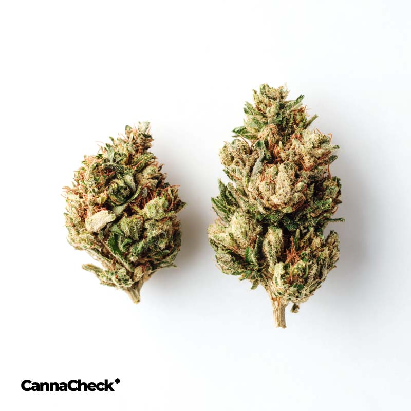 Cannamedical CM 28/1 Sour Pie