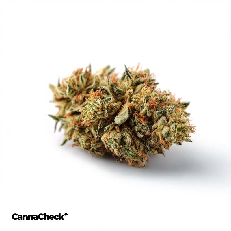 Remexian 20/1 HCC DBU Donkey Butter