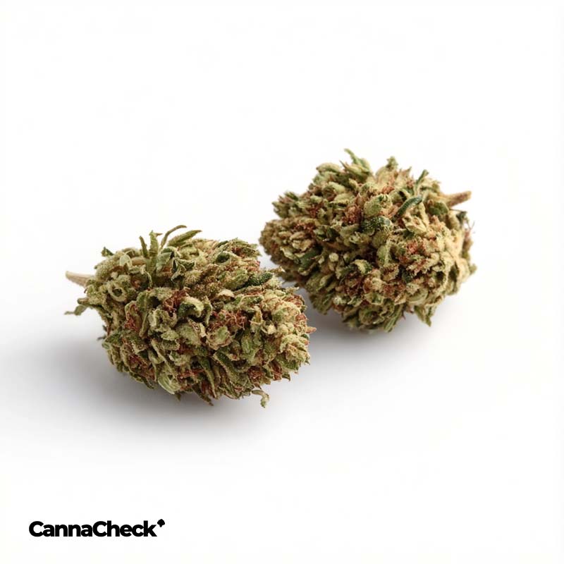 CNBS Gelo 22/1 Gelonade