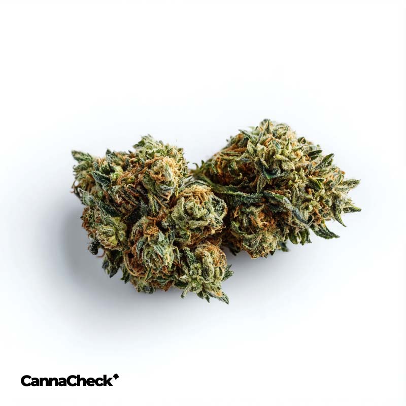 28/1 IUVO OC Rainbow Chip