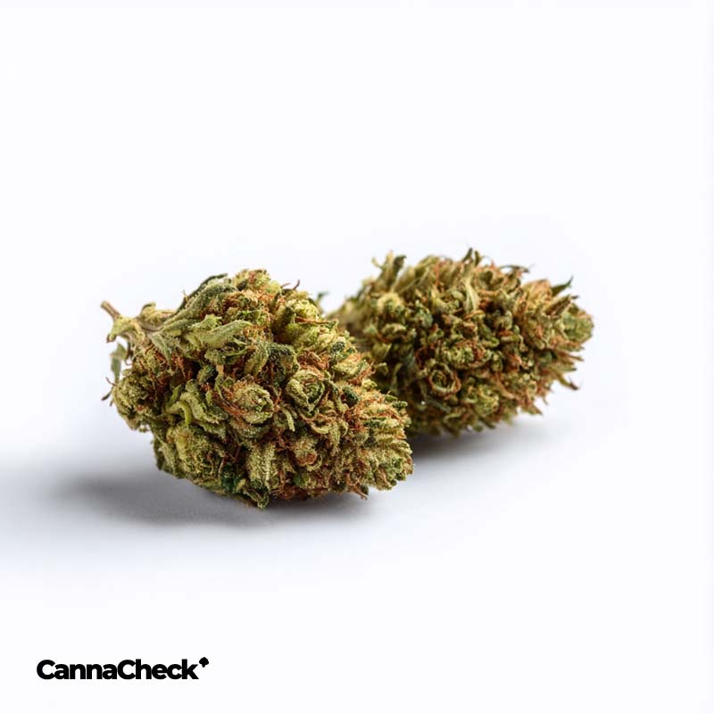 Ostara GC 32/1 Gas Cake