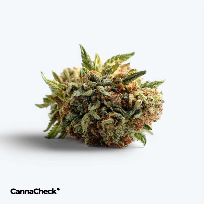 IMC Cannabisblüten CCS THC22 Token Crescendo