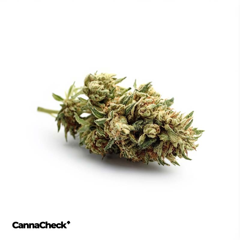 IMC EC2 THC22 El Chivo