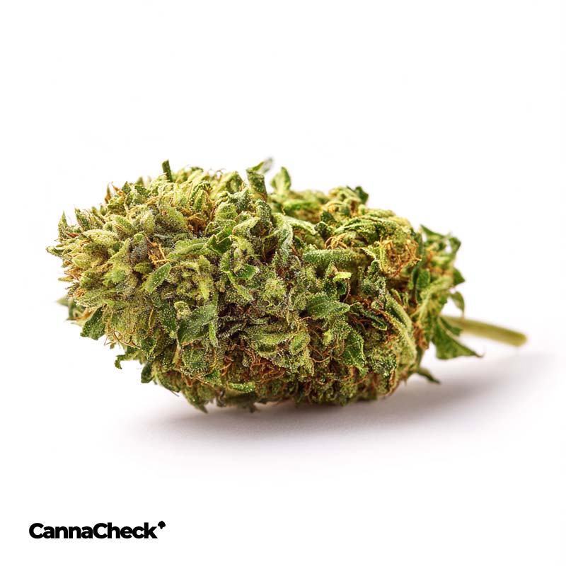 MGF GP 26/1 Grapple Pie