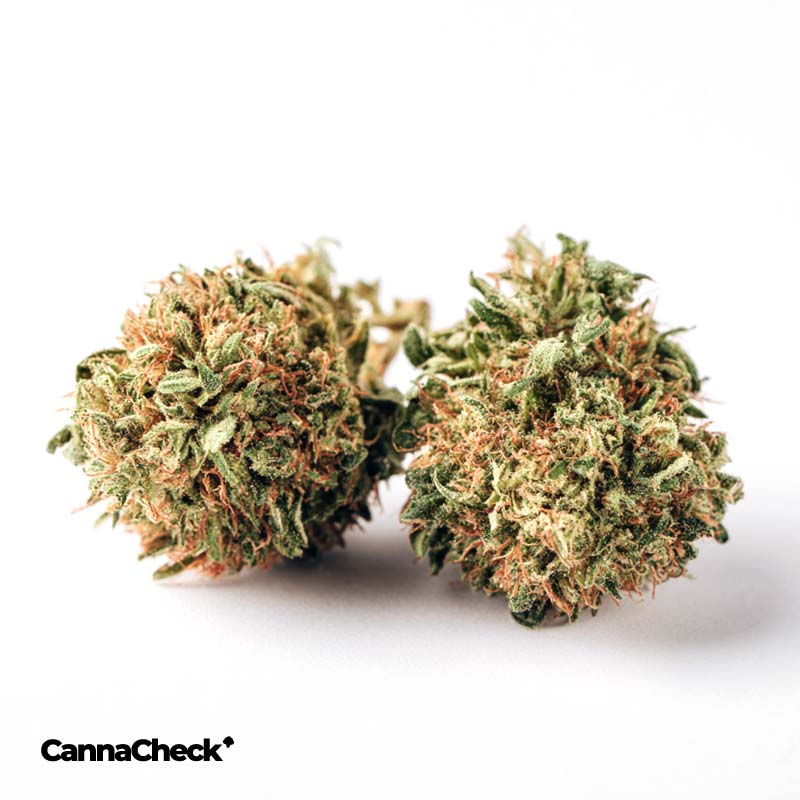 Cannamedical 20/1 Dave's Kush