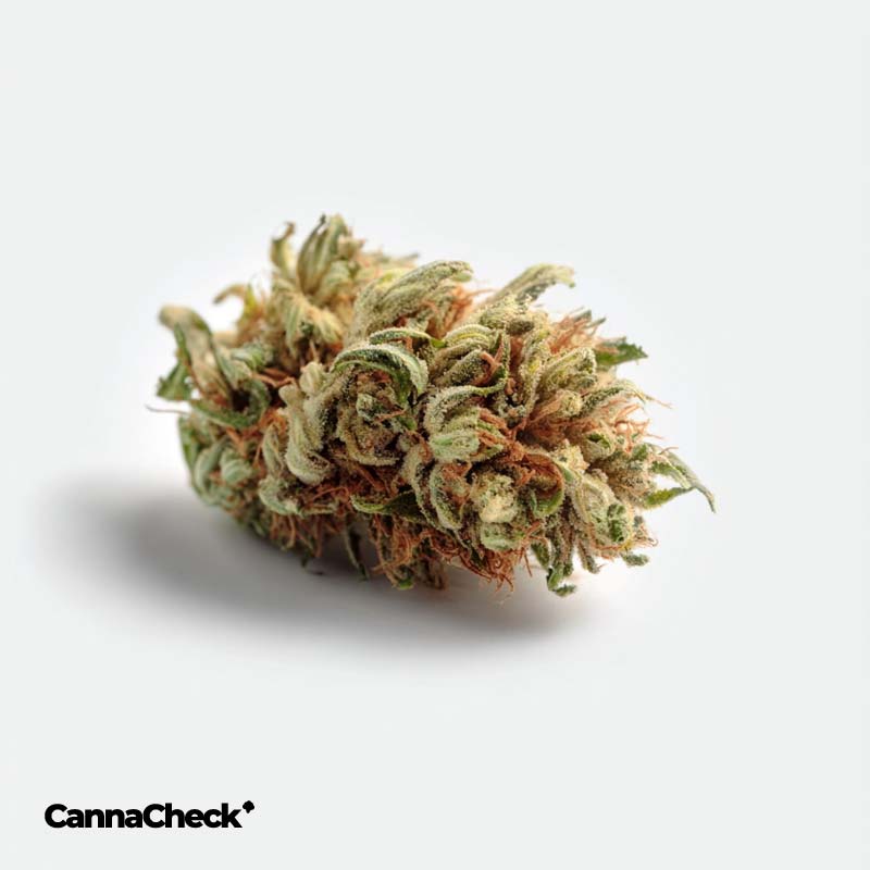 Medicus 21/1 YAR ADI Astral Drift