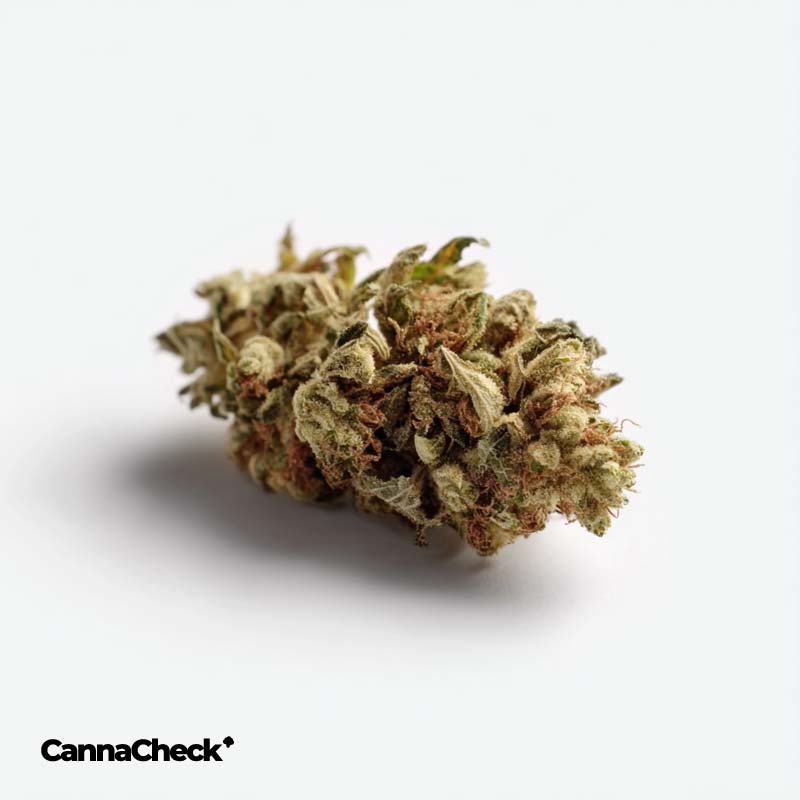 Luana 16/1 MAC Miracle Alien Cookies