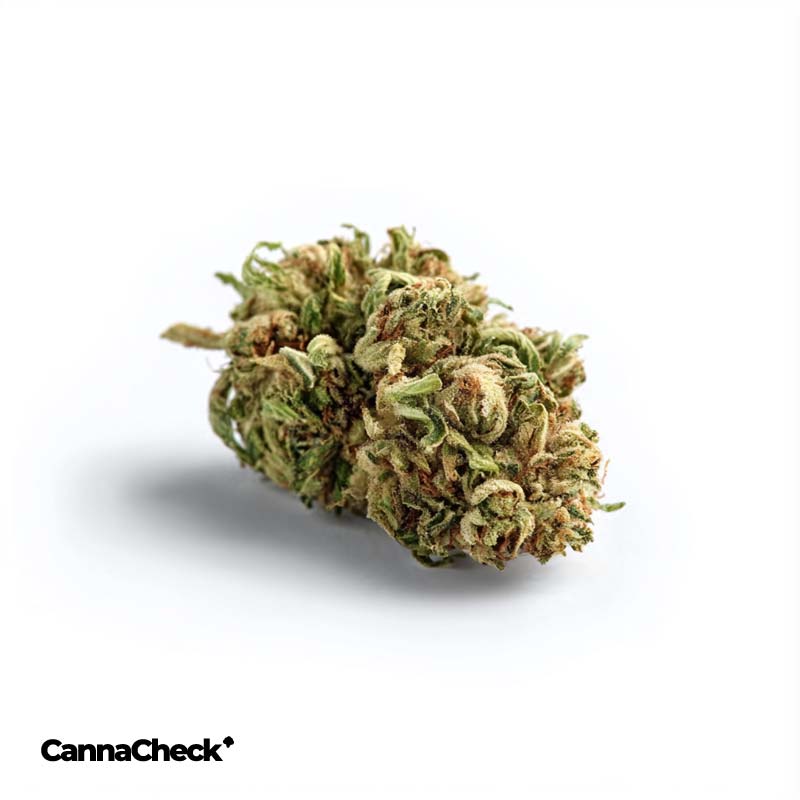 Tweed Balanced 6/8 Caramel