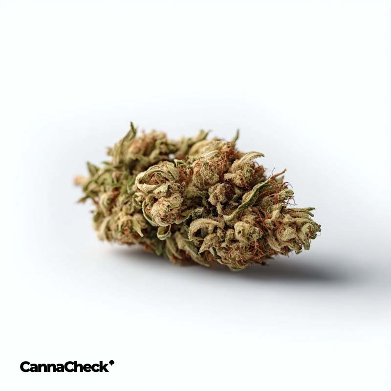 Vayamed 25/25 Cannabisextrakt