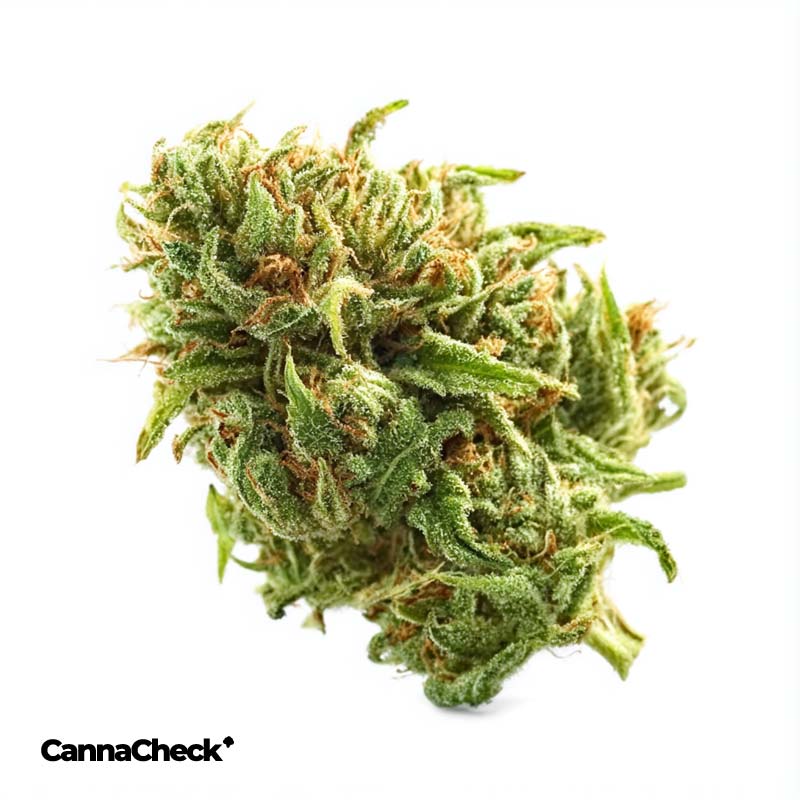 Remexian 24/1 GJY CHK Chemical Kush