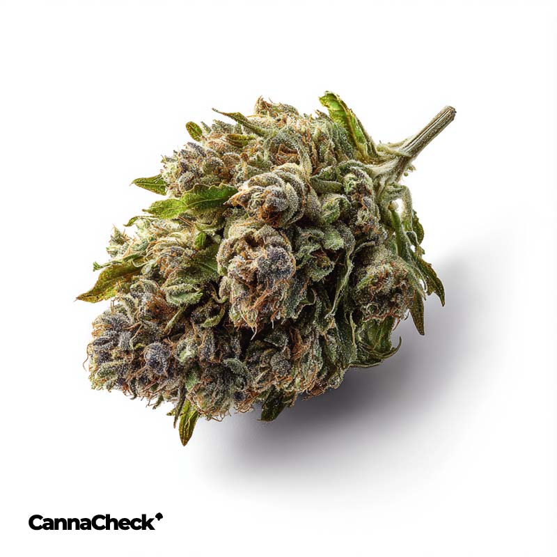 420 Natural 15/1 CA TRP Tropicana Cookies