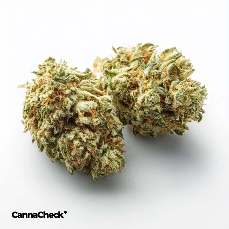 Demecan Craft Cali 29:01 Hawaiian Rain X Permanent Marker