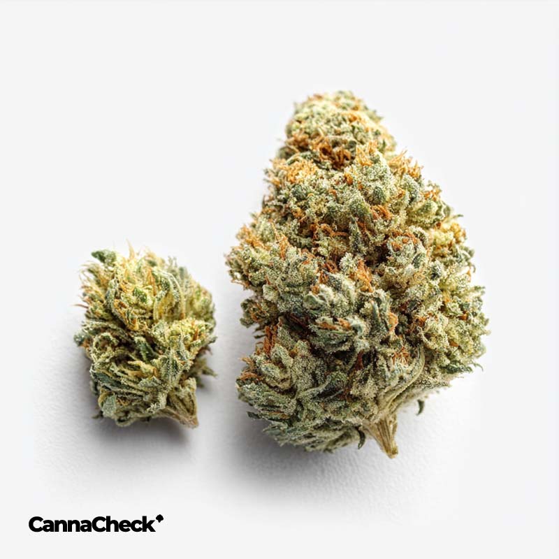 Sibanax MCF 23/1 Mac Fem