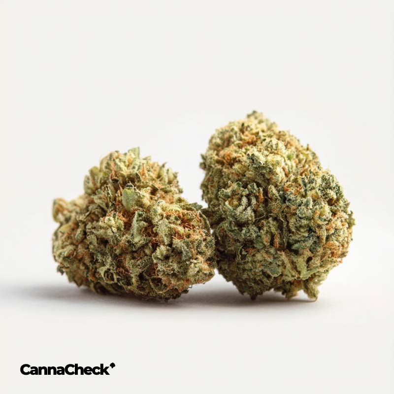 J.R. Strain GP 28/1 Gastro Pop