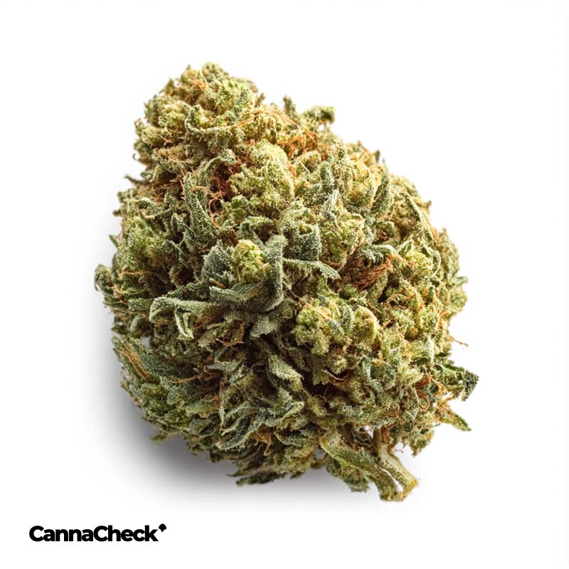 RE:CANNIS 16/1 Sativa Bereshit