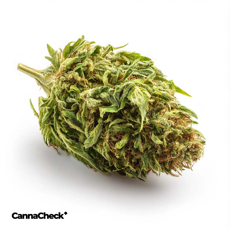 Mediprocan 27/1 Mustique Think Fast