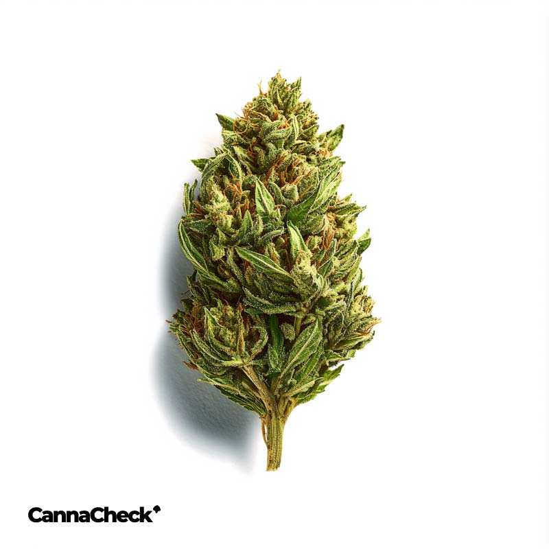 CannabiStada 20/1 Delahaze