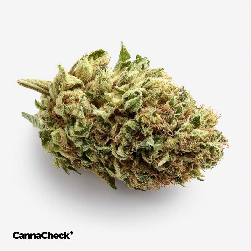 MGF CANN JGN 26/1 - Motor Crasher