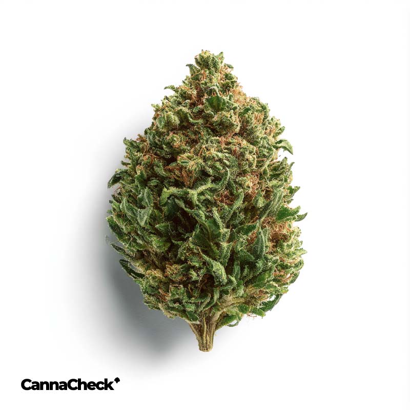 Remexian 16/1 White Widow