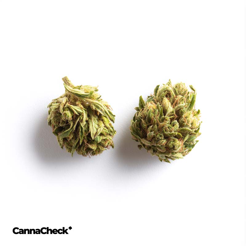 Remexian 30/1 ECO FFG Franco's Fullgas