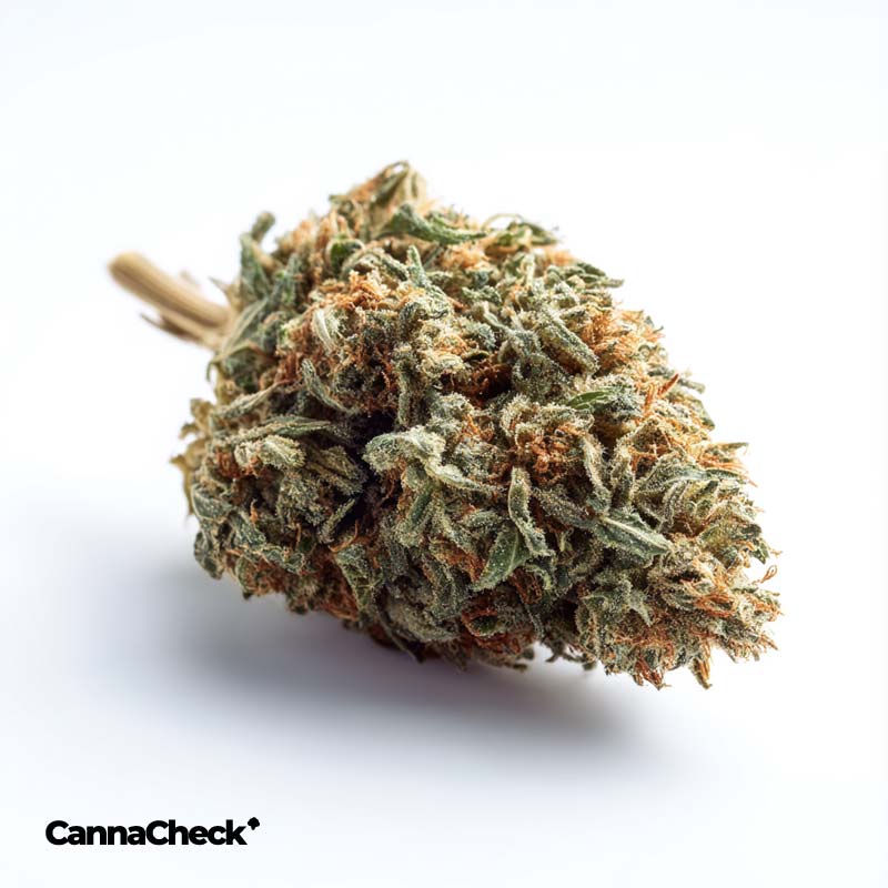 Canify Cannabis flos 20/1 CO Ku. MAC