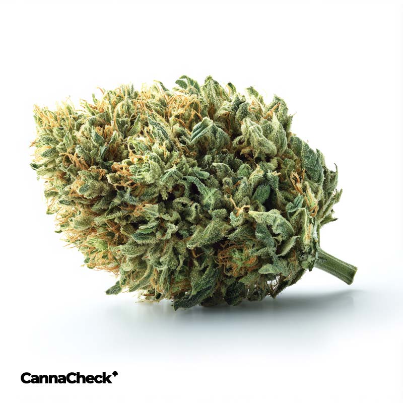 madrecan 18/1 MDR MAC Driver