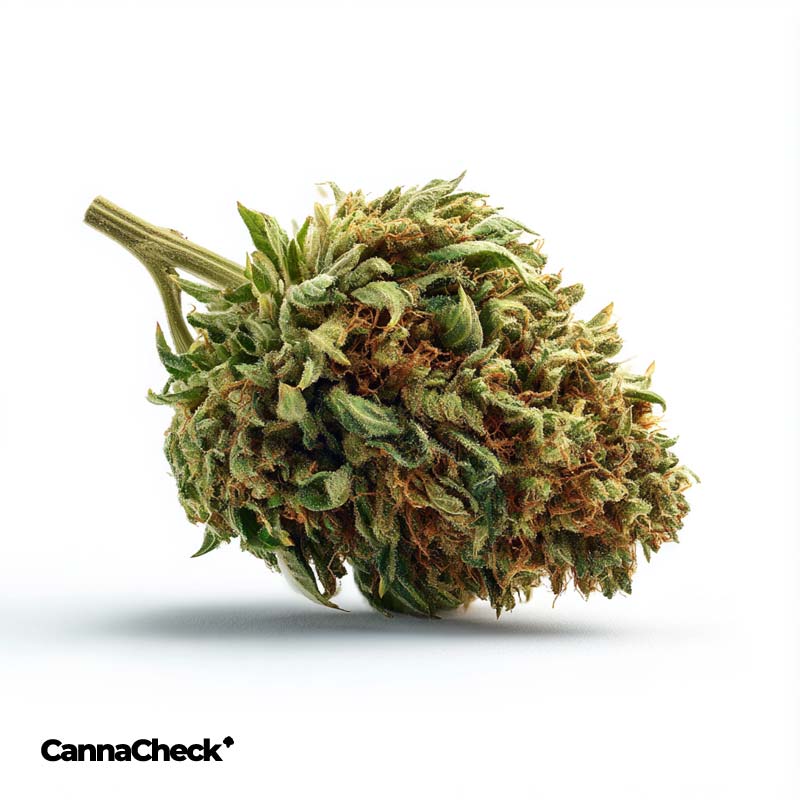 enua 33/1 GGZ CA Gogurtz