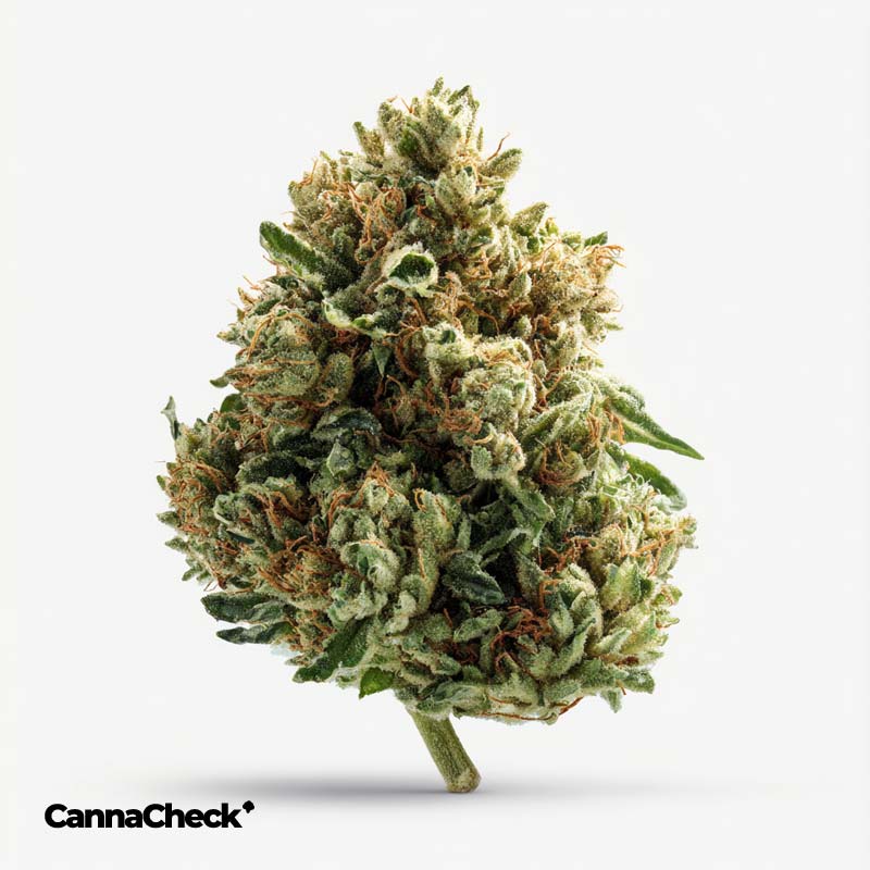 Drapalin 29/1 Cape Canaveral Girl Scout Cookies x Mandarin Sunset