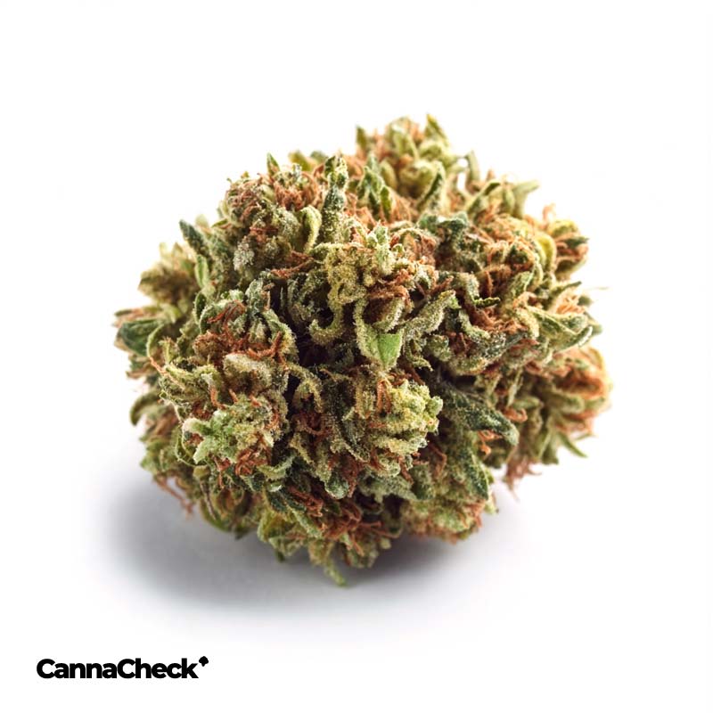 RE:CANNIS 19/1 Sativa Bereshit