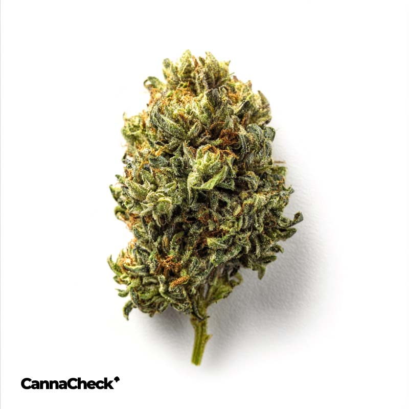 Demecan Organic MC 25:01 Cherry Mints