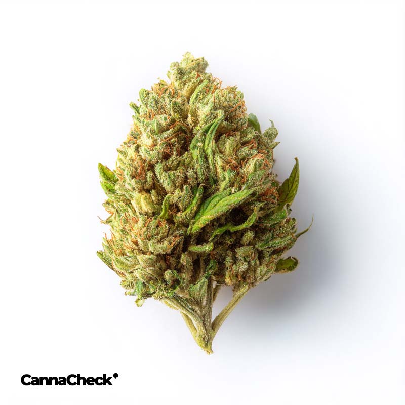 Apocan 10/10 CAN Extractum Normatum