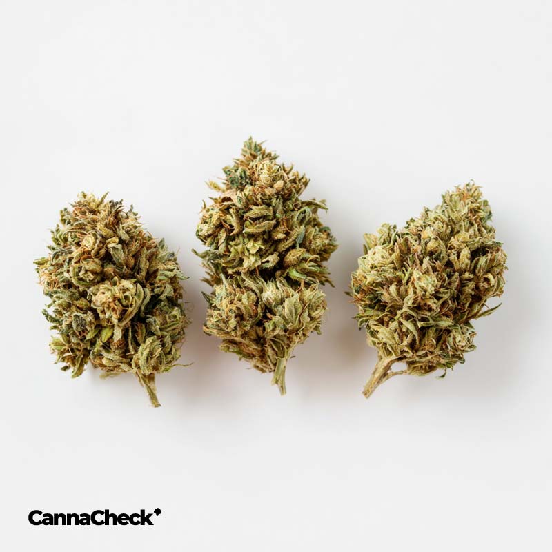 Remexian 27/1 LEO Lemorange