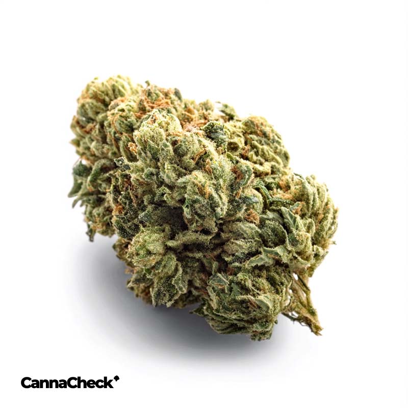 aleph Ruby 24/1 Kosher Tangie