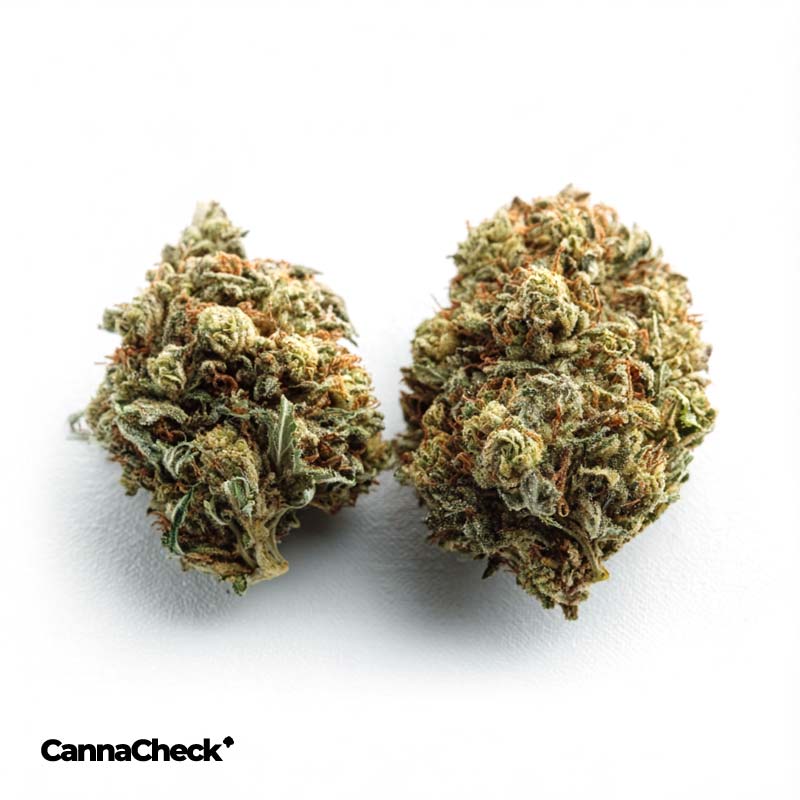 enua 30/1 LHZ CA Lemonade Haze