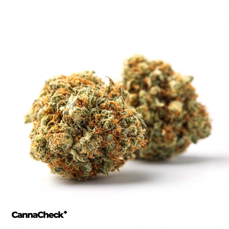 Amici 26/1 UL Ultra Limelight