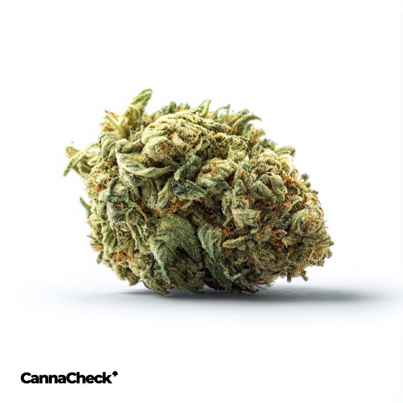 Cannamedical Sativa classic VenomZ Eve
