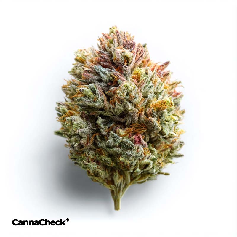 Bathera 25/1 Permanent Marker