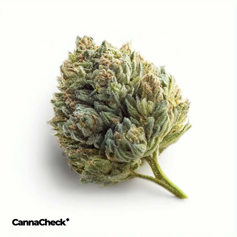 Cannamedical Indica Classic Dark Star